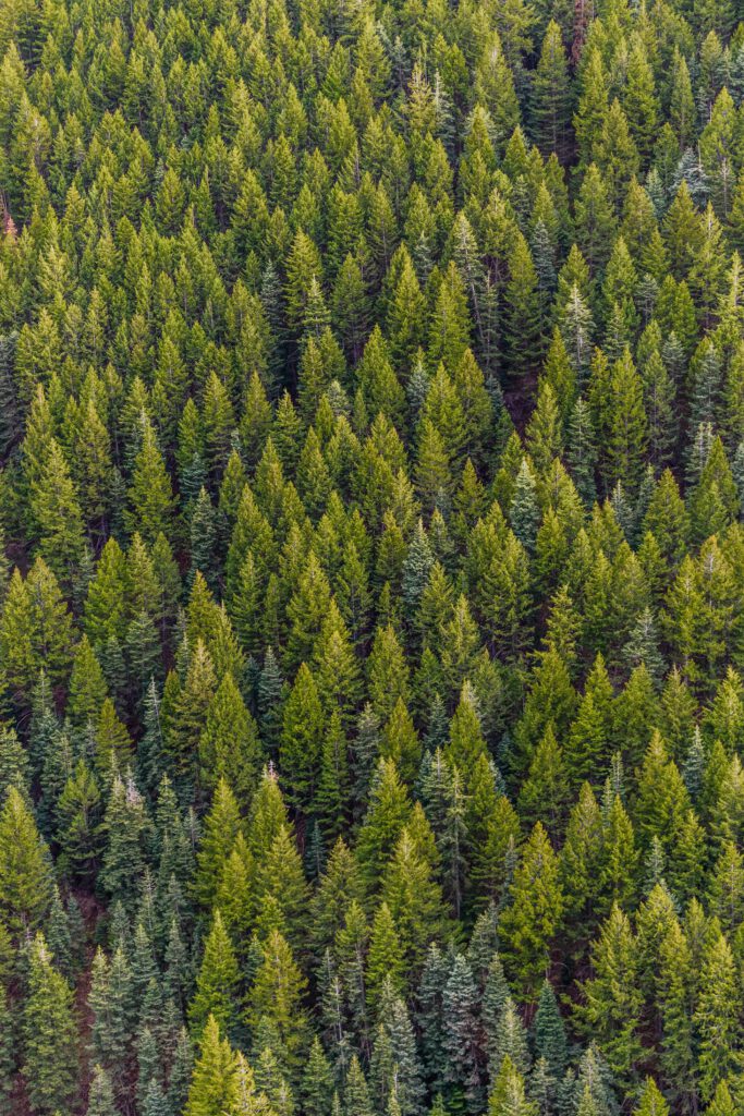 pexels-photo-1179229-1179229 A high-angle view of a lush, vibrant pine forest, showcasing nature's beauty from above.